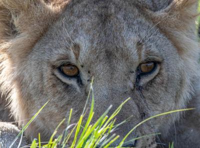 Cholley nadine 06 lionne regard