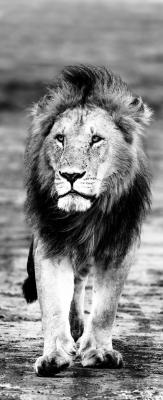 Mourlevat suzanne 02 le roi